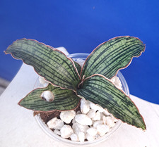 Sansevieria CLEOPATRA Plant Houseplant Succulent