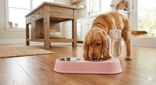 Dog Bowls, Cat Food and Water Bowl Set with Water Dispenser and Stainless Steel