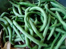 Blue Lake Bush 274 Green Bean Seeds, NON-GMO, Heirloom, FREE SHIPPING