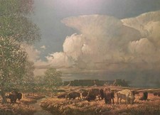 Robert Summers White Buffalo