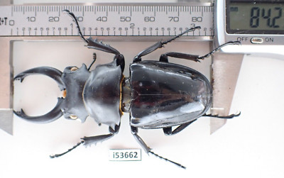 i53662. Insects, Lucanidae: Odontolabis Siva sp. Vietnam North