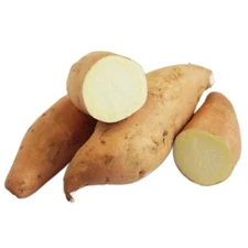 Hannah White Sweet Potatoes Tubers Organic For  Planting or Cooking Non GMO