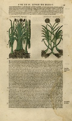 Antiker Druck - Botanik - Lauch - Mattioli - S. 331 - Anonym - 1572