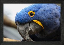 Close-up of a Blue Hyacinth Macaw Framed Wall Art Poster Canvas Print Picture