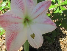 One small Amaryllis offset Cherry Blossom 6-12 cm. Hippeastrum lily flower