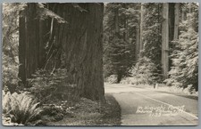 RPPC Postcard Hiouchi Forest CA Redwood Highway 199 tall trees ferns Unposted