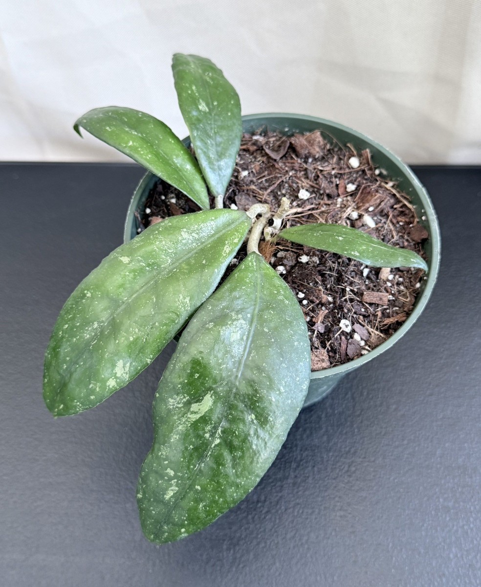 HOYA NAP-03 IN 4.5”POT / EXACT PLANT / WELL ROOTED / SHIP IN