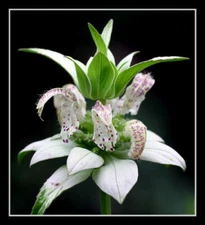 320 SEEDS - beebalm SPOTTED - RARE PERENNIAL white - GroCo - BUY 15=SHIPS FREE