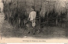 S5939 cpa Afrique - Dressage du guépard, mon élève