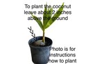 Dwarf Coconut Organic Coconut seed 2 sprouted from PR. — photo 9
