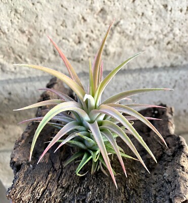 ブロメリア・エアープランツ T.ionantha'Hedehog' Tillandsia Ionantha Hedgehog Rare Air Plants | eBay
