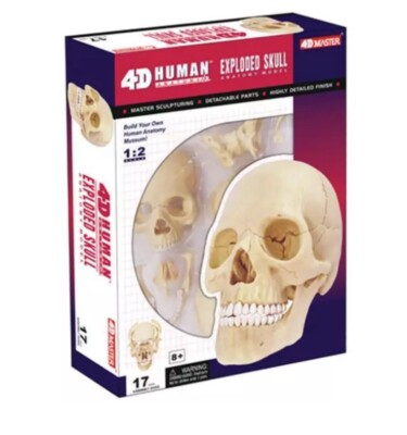 4D Model Human Anatomy Realistic Skull Learn Play Science Fun School Educational