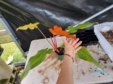 Philodendron Orange Marmalade, Exact Plant Ships Nationwide