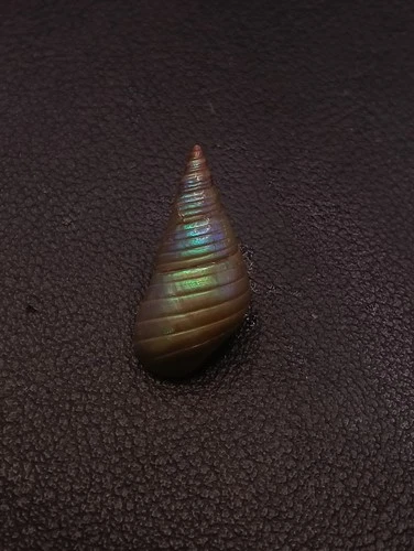 Rare, Phasianotrochus eximius rainbow kelp Maireener aboriginal sea shell #17327