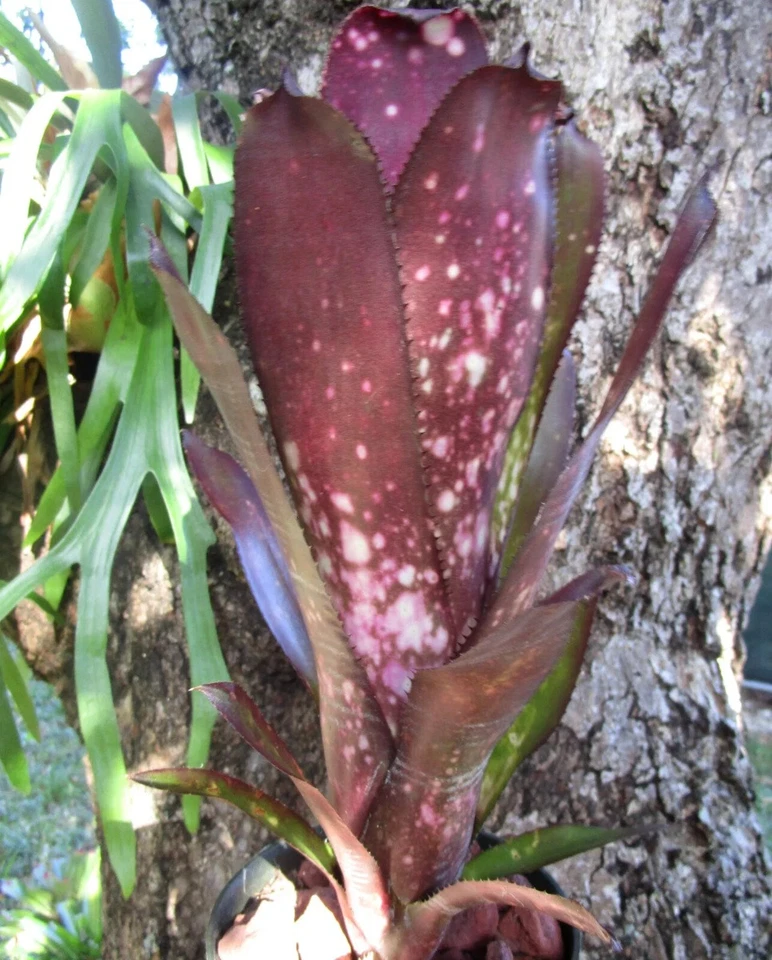 BUY ANY 3 SAVE 15% BROMELIAD Billbergia BEADLEMAN PURPLE Gorgeous Form! Offset! - Image 3 of 4