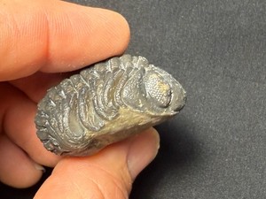 Giant rolled  Phacops  Trilobite fossil Devonian of Morocco 