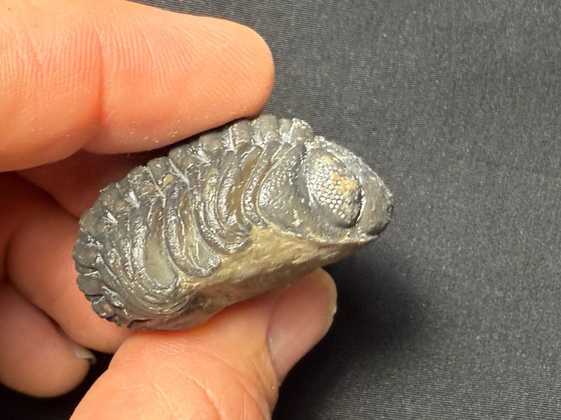 Giant rolled  Phacops  Trilobite fossil Devonian of Morocco 