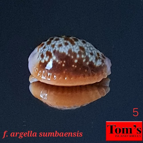 Cypraea helvola f. argella sumbaensis #5 20.1mm GORGEOUS BEAUTY from Indonesia