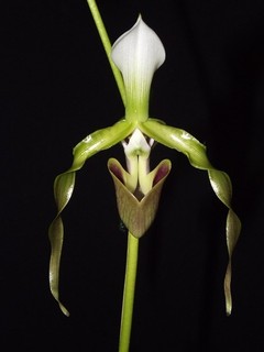 Paphiopedilum dianthum 03