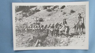 1900's Telluride Colorado Beer Relief Burro Pack Train Real Photo Beer Barrels
