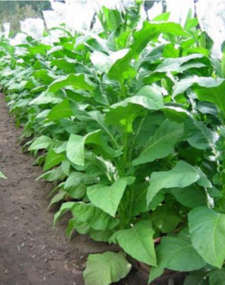10,000+pcs Tobacco seeds Burley64