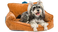 NEW Small Dog Sofa Bed with Sides, Carry Handle  Side Pockets .Plush Chenille O