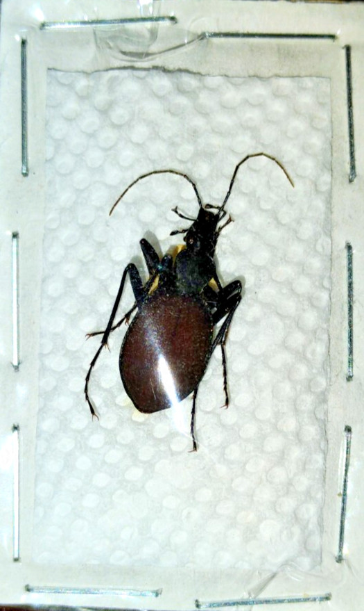 Carabidae: Scaphinotus angusticollis from Pacific Northwest, A1.