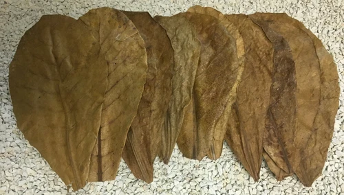 10 pcs Catappa Indian Almond Leaves shrimp betta discus cichlid catfish snails