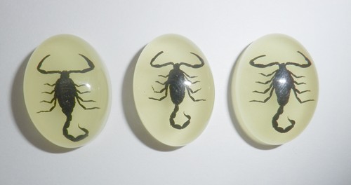 Insect Cabochon Black Scorpion Oval 18x25 mm glow in the dark 2 pieces Lot - Picture 5 of 11