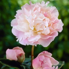 Easy to Grow Peony Lady Alexandra Duff Plant Root Division, Spring Zones 3-8
