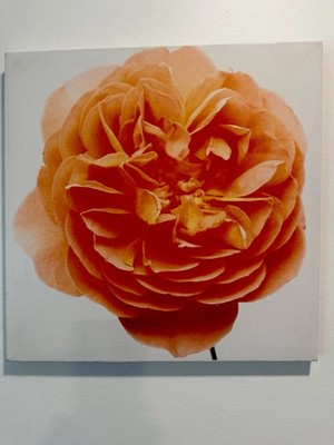 Beautifully Bright Detailed Orange Rose Flower Close Up Canvas Art