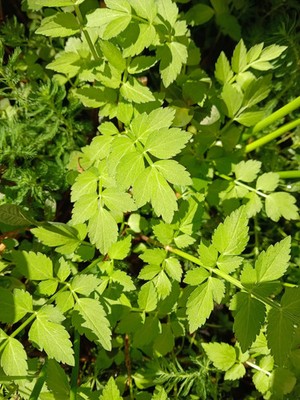 5 Rooted Water Celery Pond Plants - FREE SHIPPING