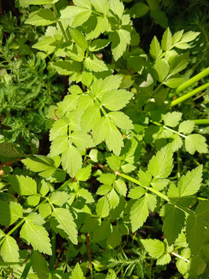 #ad 5 Rooted Water Celery Pond Plants FREE SHIPPING $15.00