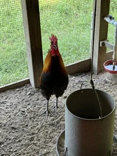 10 Shetland Hen Eggs🏅Very Rare🏅