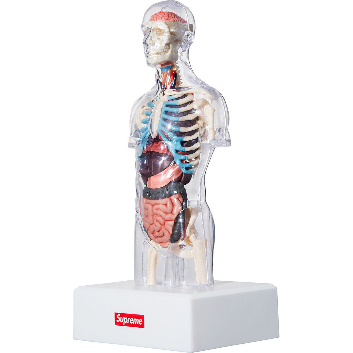 Supreme Male/Female Anatomy Model Clear FW18 (FW18A7) One Supreme Male/Female Anatomy Model Clear FW18 (FW18A7) One