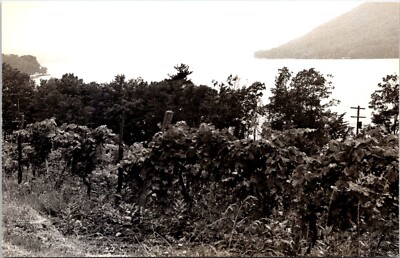 Keuka Lake Vineyards Lake Geneva New York Postcard E34