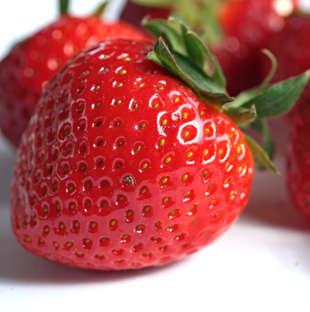 Seascape Strawberry – 50 Bare Root Plants Everbearing – From Hand Picked Nursery