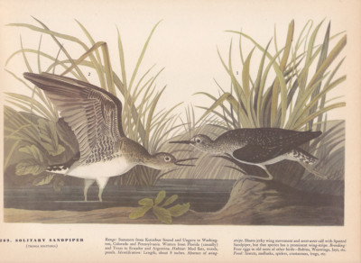 Audubon 1942 Vintage Birds #290 ''Solitary Sandpiper'' Full Color Art Plate Litho