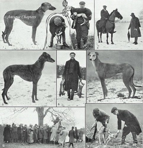 Hare Coursing Hornby Castle Coursing Meeting Duke Of Leeds 1910 Photo Article