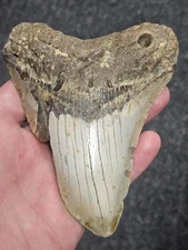 5 " 100% Authentic Fossil Megalodon Shark Tooth Teeth  ** FREE $20 STAND! **