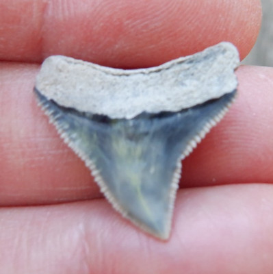 Rare AURORA NC Fossil CARCHARHINUS DUSKY Shark Tooth LEE CREEK megalodon d02