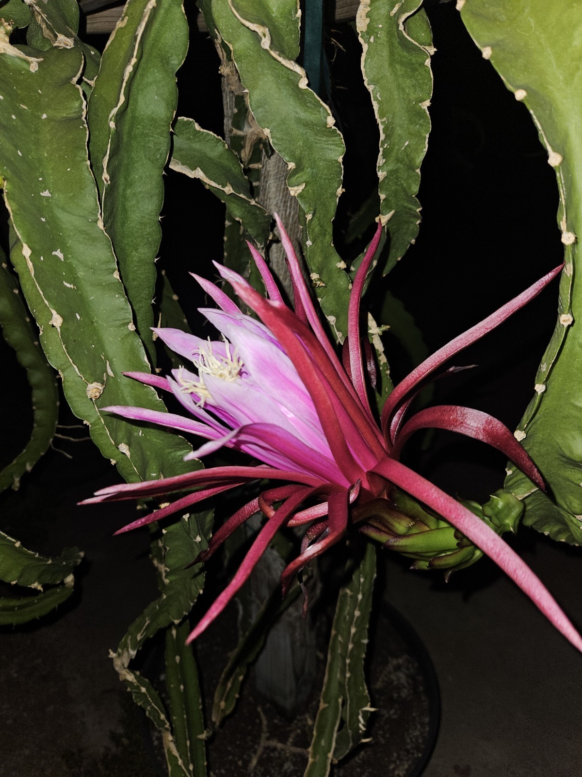 Dragon Fruit Cutting AX 🍬 Rare Exotic 20" - 28" Mature Healthy 💪MASSIVE THICK