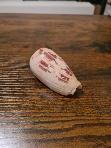Coquillage Conus, Cones des mers F+++ Sea Shell, Cabinet de Curiosité - Photo 56/83