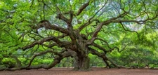 Live Oak Seeds for Planting - 5 Large, Fresh Seeds - Quercus virginiana