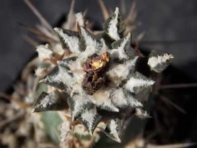 18-1135. Cactus Kotschoubeyanus VM 306, Estancion Marte, Coah (Grafted)