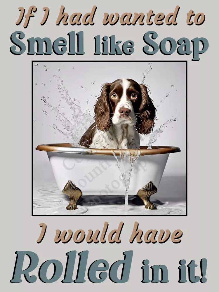 Funny springer hot sale spaniel