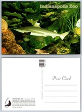 Indianapolis Zoo Blacktip Shark Aquarium Postcard Photo by John Penrod