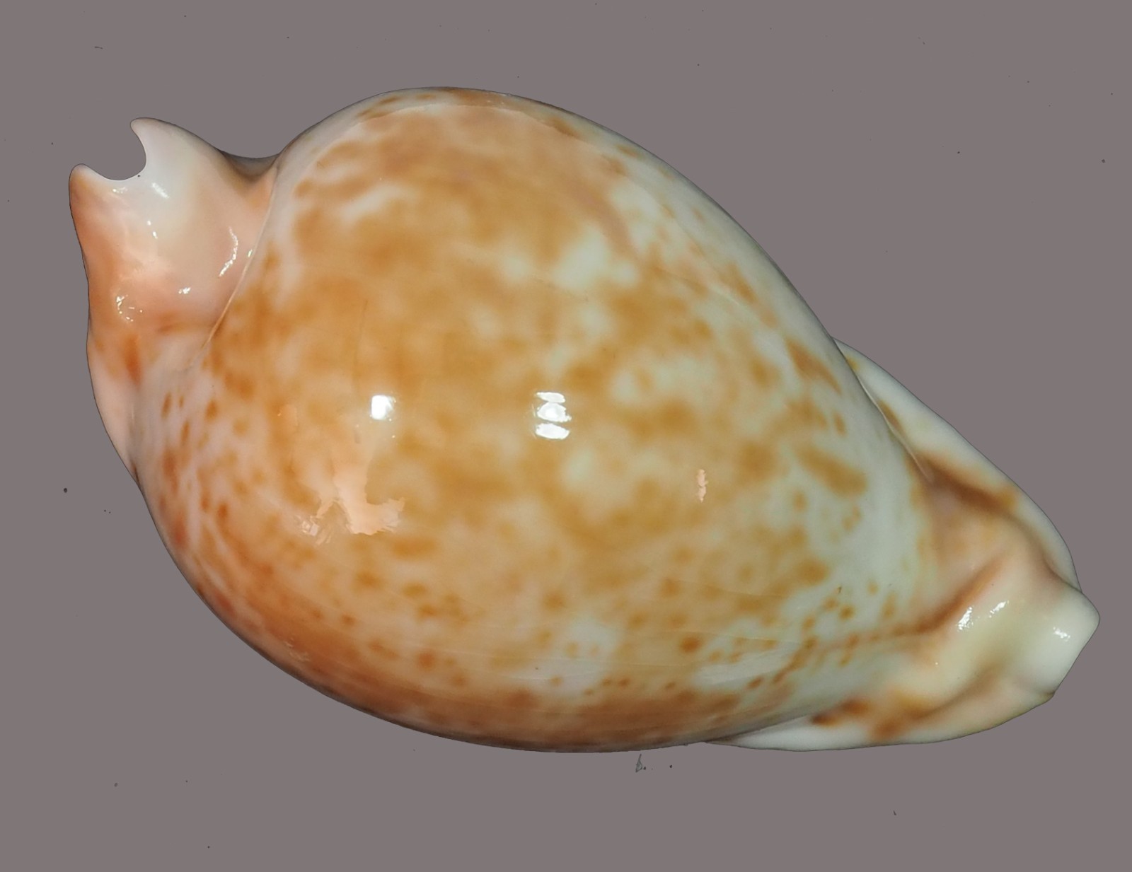 CYPRAEA ESITATA SUPER