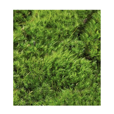 Premium Wholesale DRIED Mood Moss