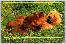 Bear & Cubs in the Wild Alska Postcard by Artic Circle Enterprises